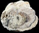 Stromatolite Covered Petrified Wood Limb - California #47056-1